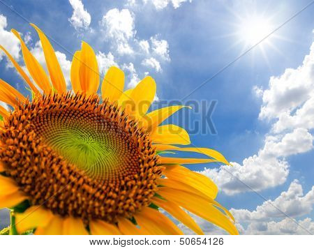 Sunflower Field Against Blue Sky And Sun Light