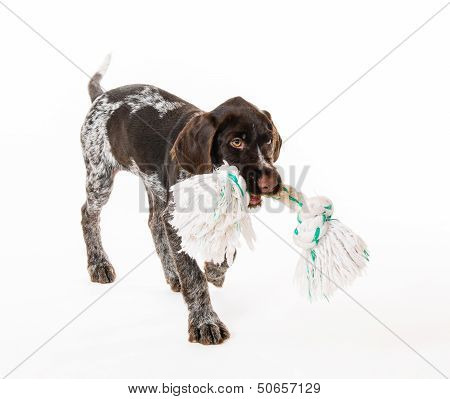 Playing Puppy