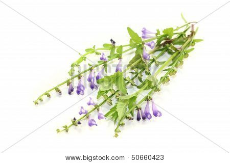Fresh Blooming Ban Zhi Lian