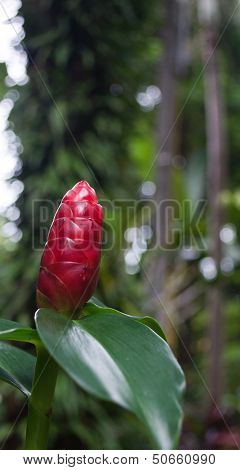 Ginger flower