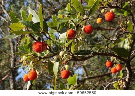 Strawberry tree branches with fruits.