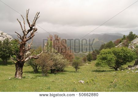 Landscape with dead tree. Eagle Rock Road in Puebla de Lillo, Leon.