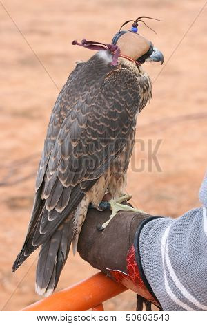 Falcon encaperuzado over fist.