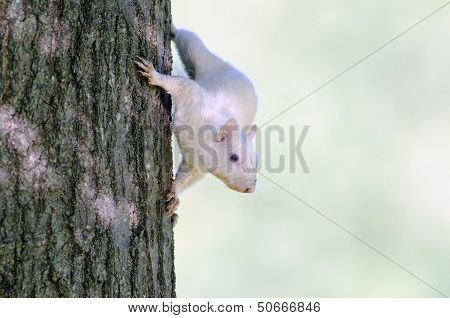 White Squirrel