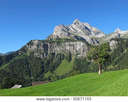 High Mountain, Green Meadow With Tree