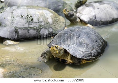Thai Turtle