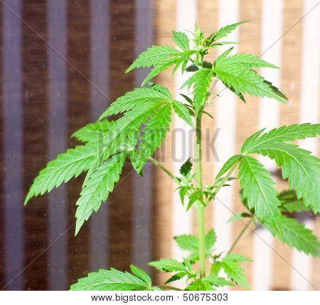 Marijuana