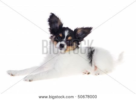Papillon Puppy