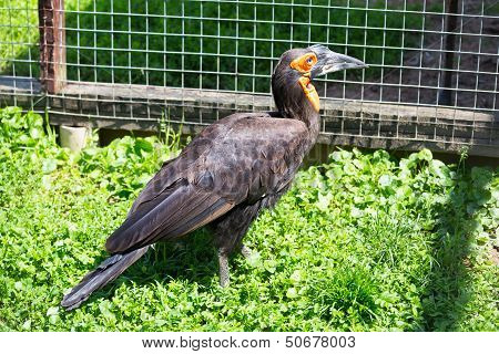 Southem Ground Hornbill