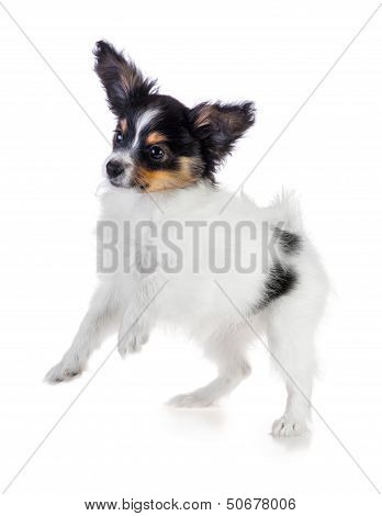 Playful Puppy Papillon