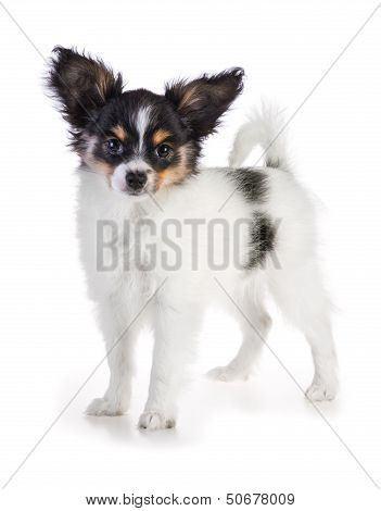 Papillon Puppy