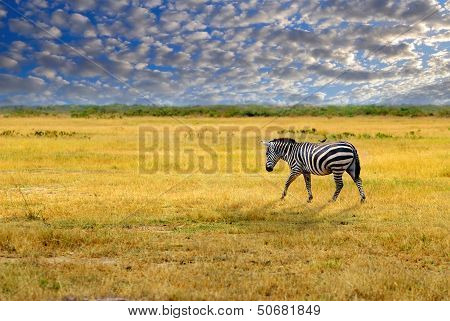 Lone Zebra