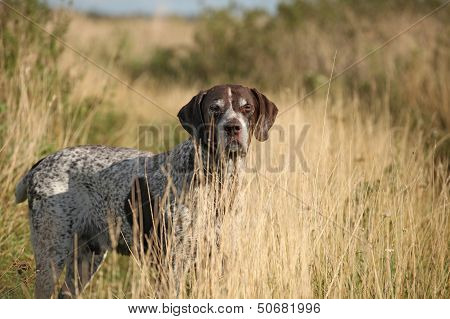 German Shorthaired Pointer
