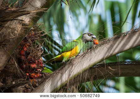 Senegalese Parrot Eating In A Palm Tree