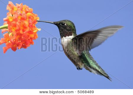 Kolibřík rubínohrdlý (Archilochovi Colubris)