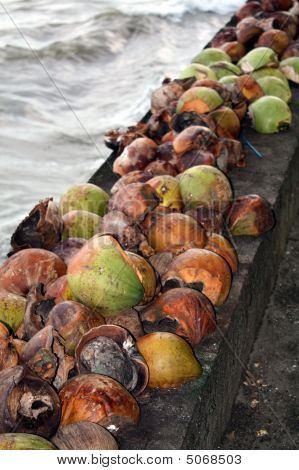 Secagem de cascas de coco