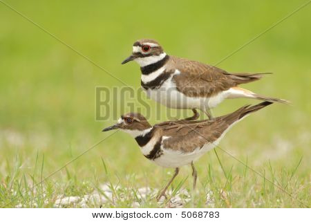 Killdeer davranış