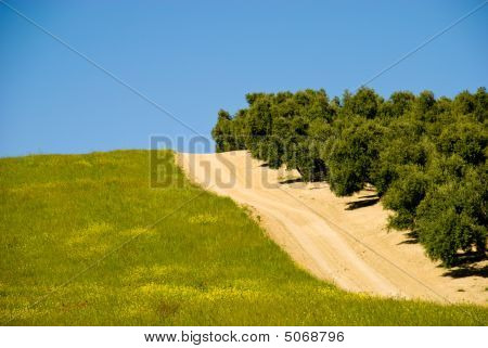 オリーブの木とスペイン語の道