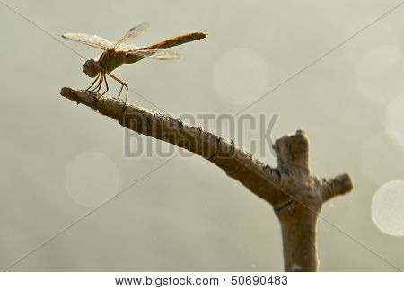 Dragonfly sits on a branch