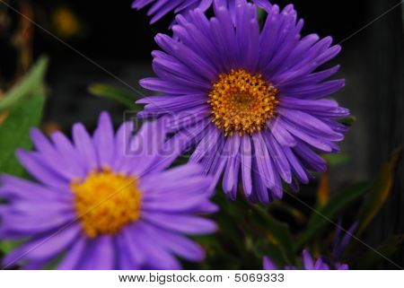 Aster Alpinus Dunkle Schone