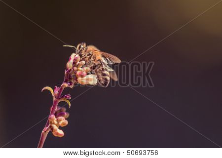 Honey Bee Sitting On A Single Flower