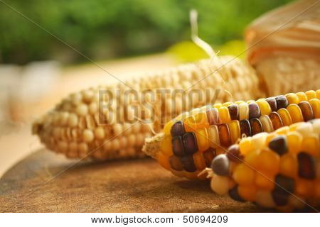 Corn Seeds.