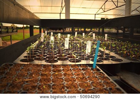 Plant Propagation.
