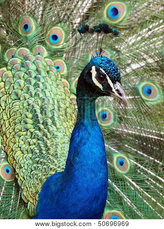 Peacock