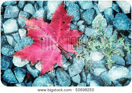 red leaf