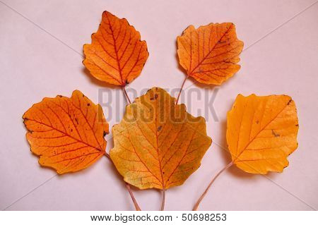 orange leaves