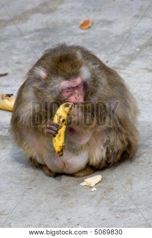 Macaca Fuscata szary japońska małpa