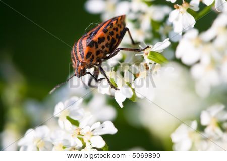 Hemiptera rød stinke Bug i hvide blomster