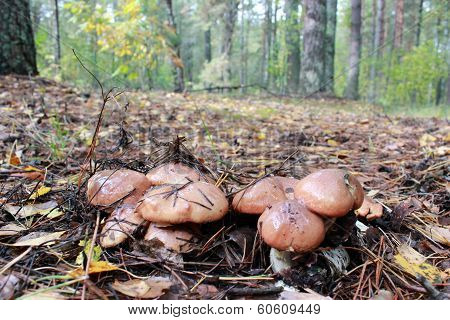 mushrooms of Suillus in the forest