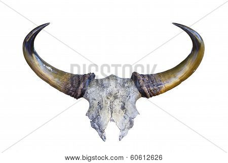 Skeleton Banteng Head
