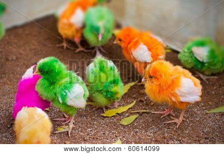 chicken multi colored,  Baby chick in India