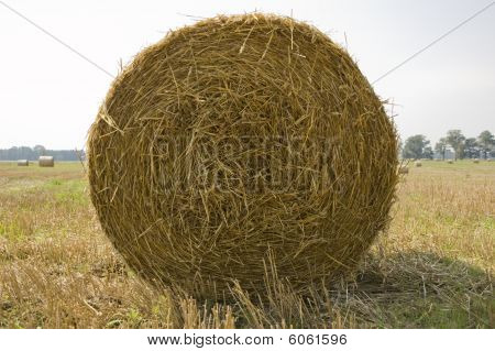 Zemědělství