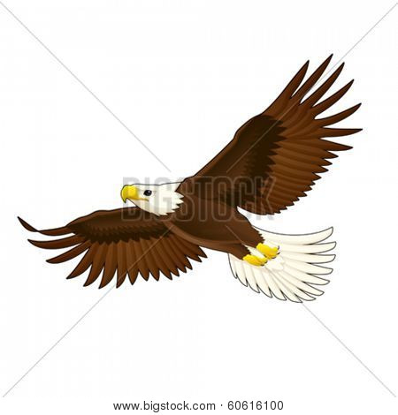 American eagle. Vector isolated animal.