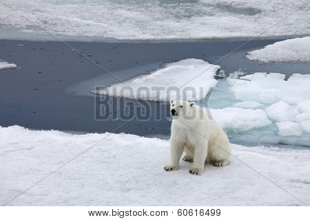 Polar bear in natural environment