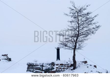 Lonely winter tree