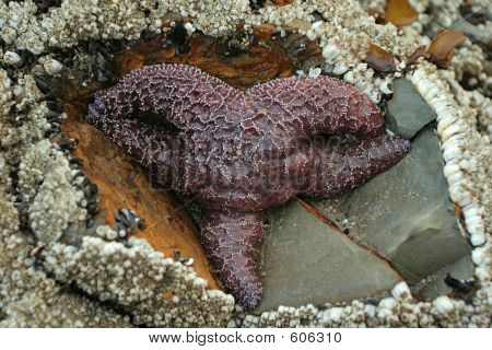 estrella de mar