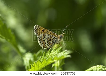 Glanville fritillary butterfly, Melitaea cinxia