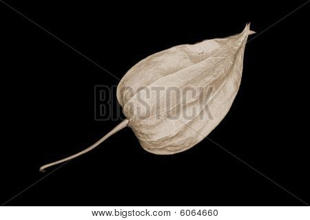 Juutalaiskirsikka kukka