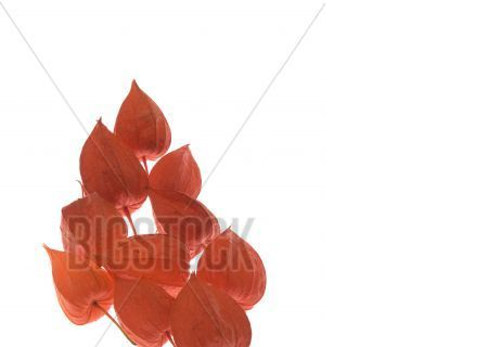 Kimppu kukkia Physalis