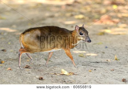 Lesser Mouse Deer