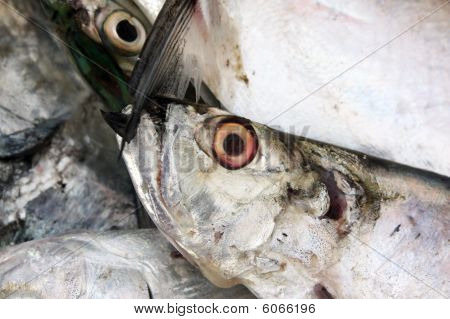 Sfondo pesce fresco