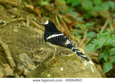 White-crowned Forktail (enicurus Leschenaulti)
