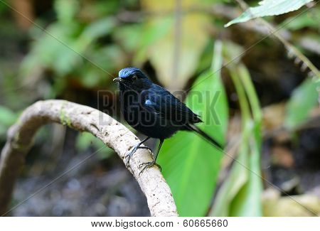 Male White-tailed Robin (cinclidium Leucurum)