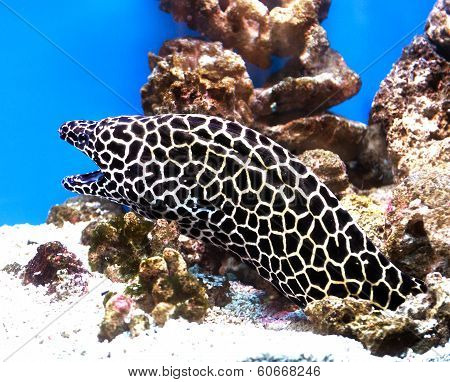Moray