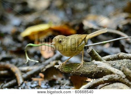 Buff-breasted Babbler