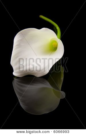 Hermoso blanco Calla Lilly